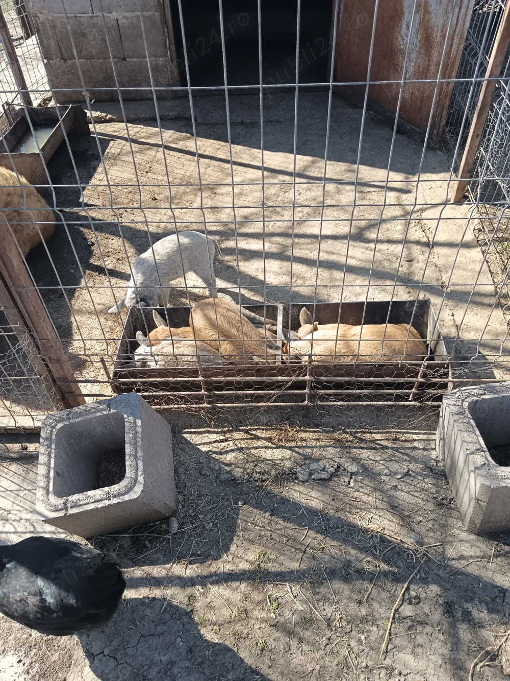 Vestitorii primaverii!