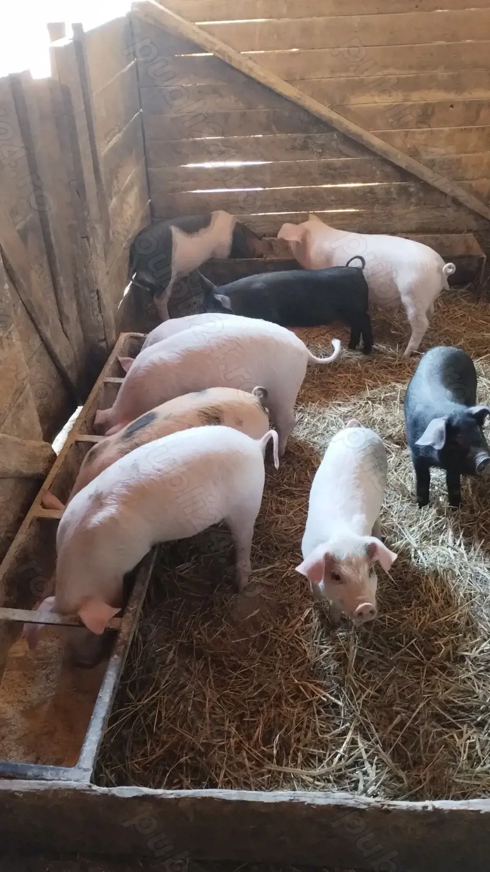 Vând purcei 10 săptămâni 