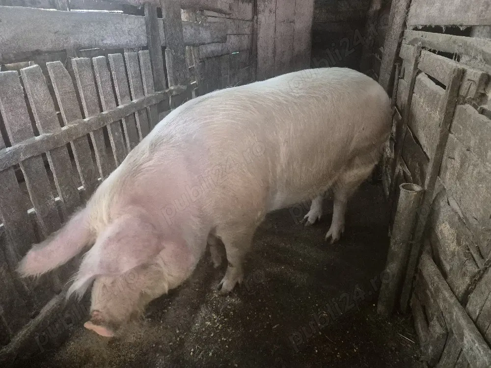 Porci de curte 
