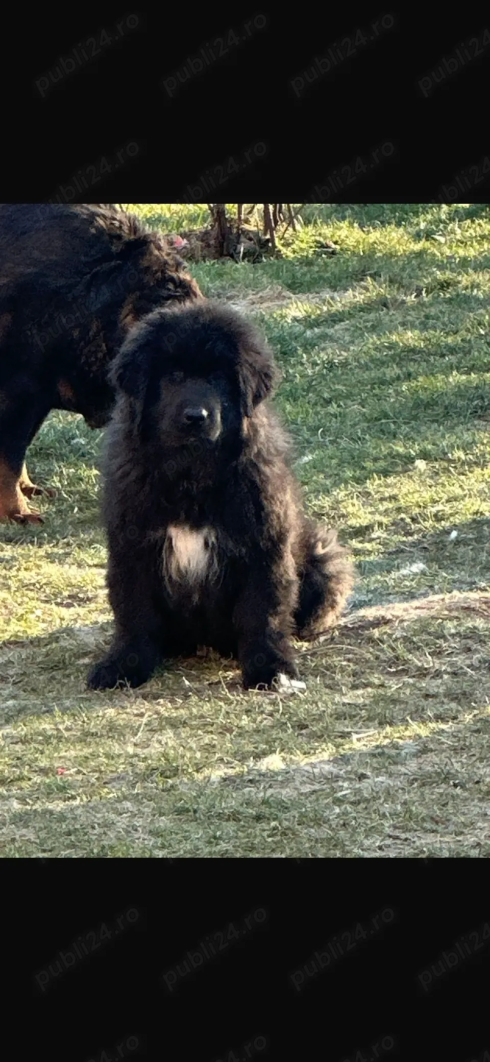 Căței ciobănesc corb originali 