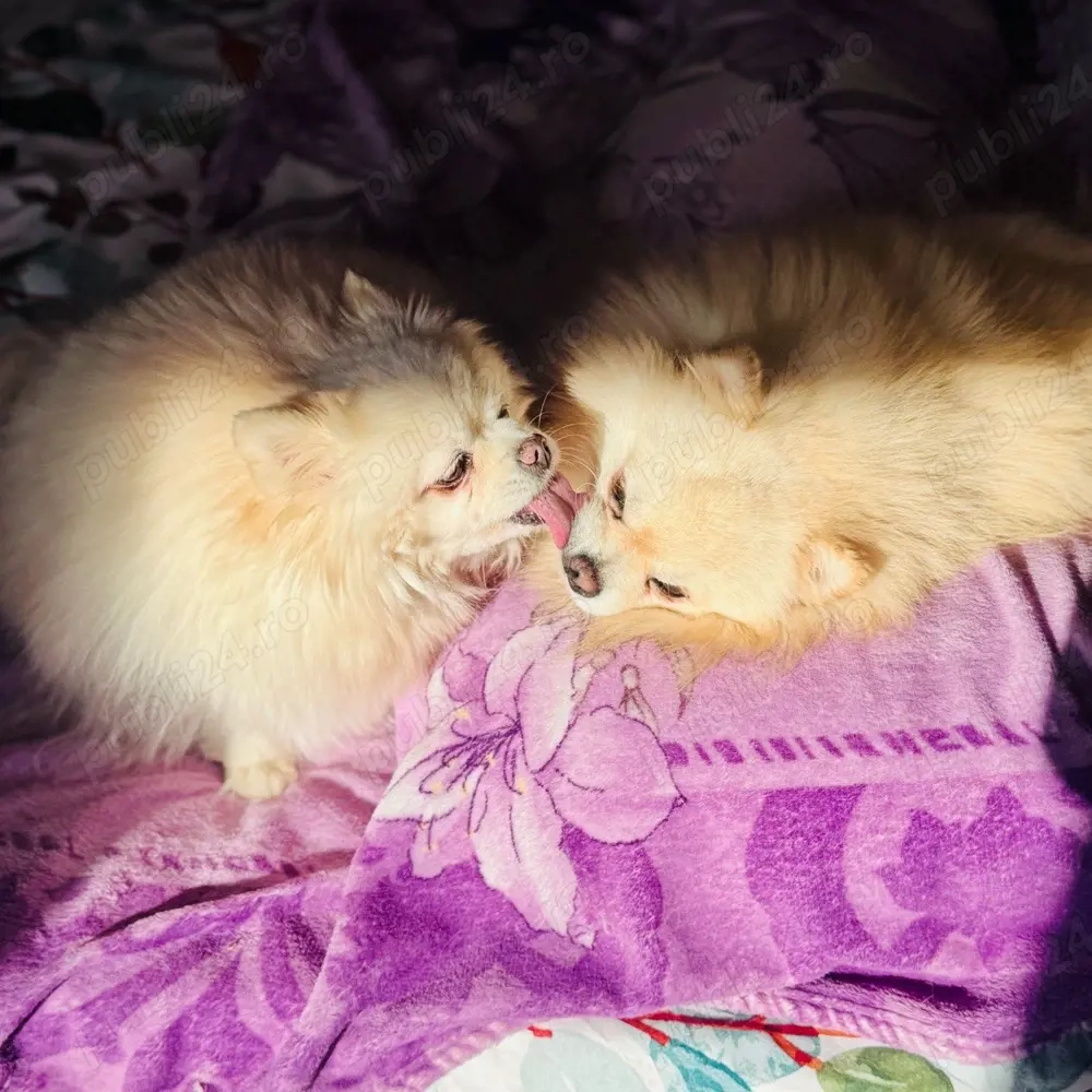 Pui Pomeranian Alb Crem   Născuți pe 6 Martie   