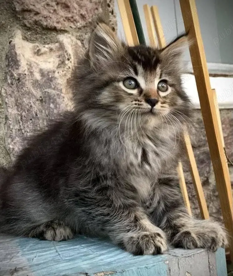 Siberiană de pădure puiuți