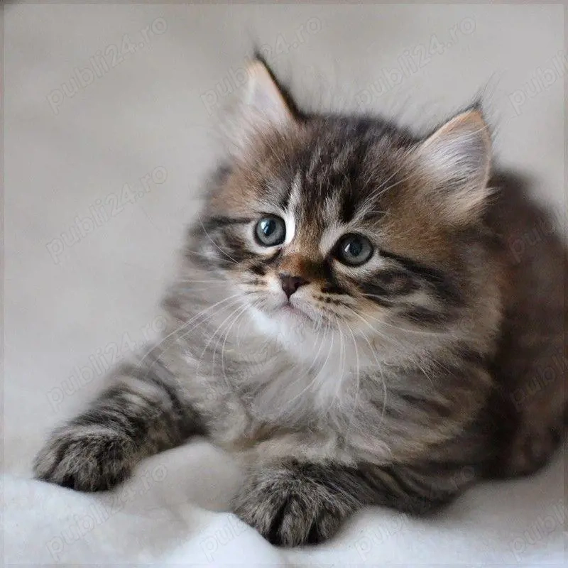 Siberiana de padure pisoiași superbi 