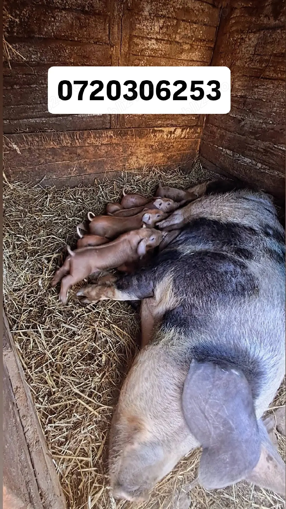 De vânzare scroafă cu purcei !