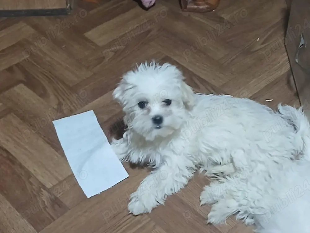 câțelușa de vânzare 