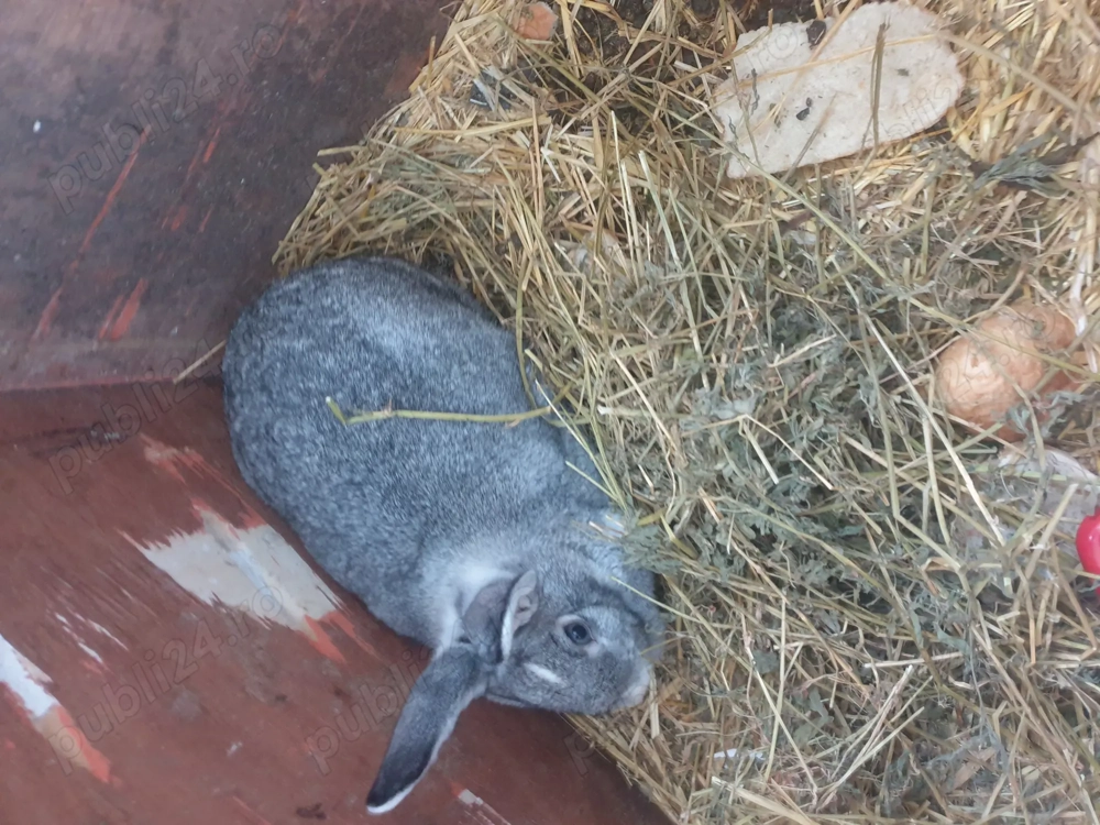 Vand  IEPURI rasa  Californian