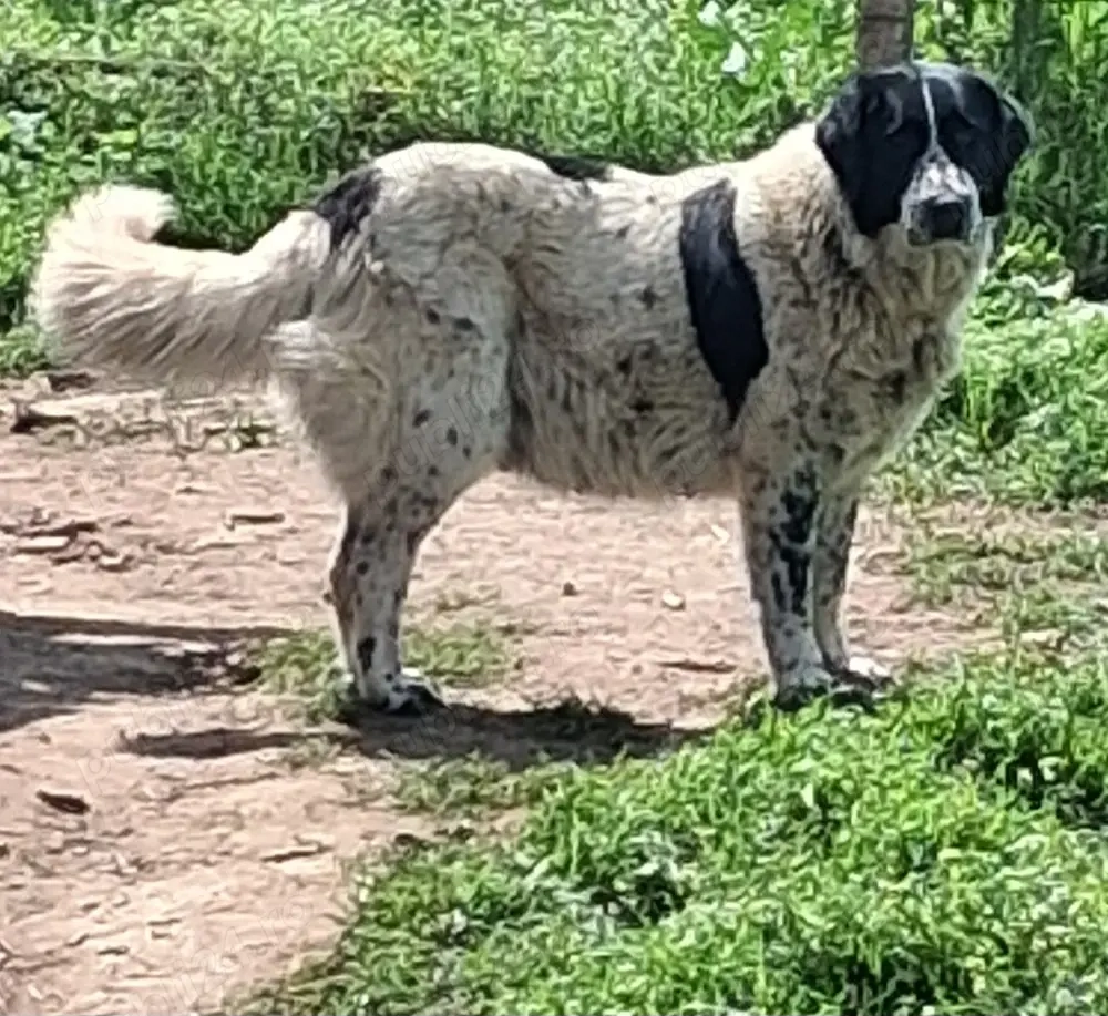 Vand Femela de Bucovina 