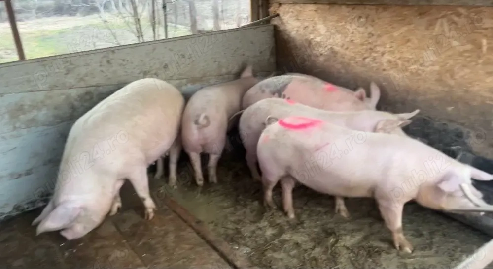 porci de vanzare