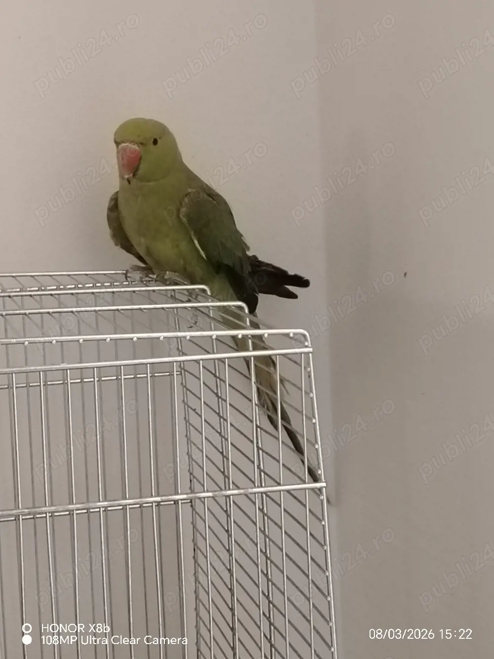 Micul Alexandru cu colivie