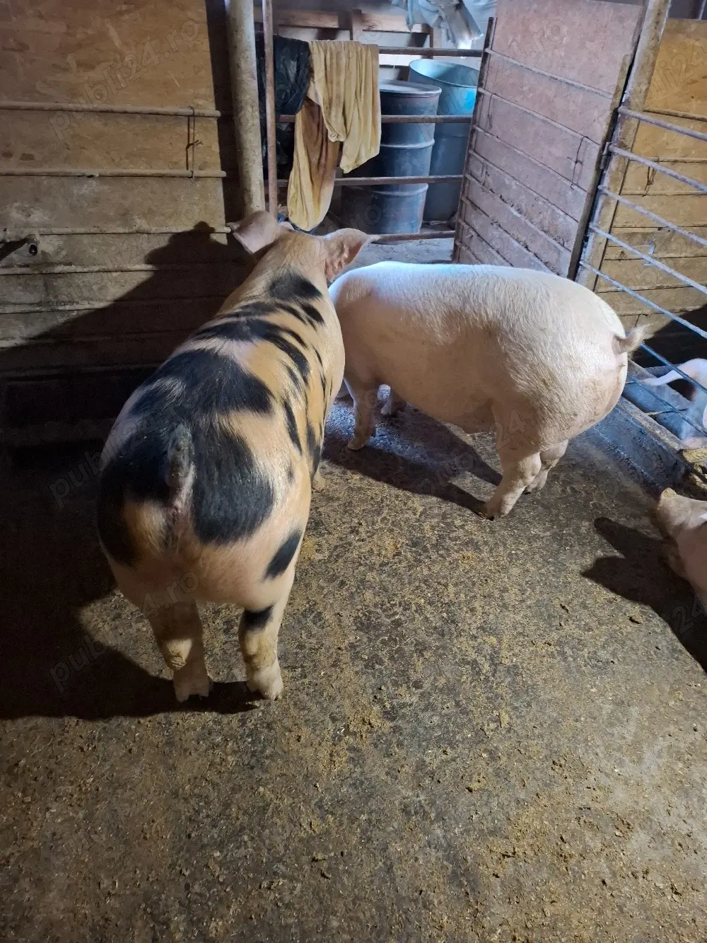 Vând porc 110-120 KG