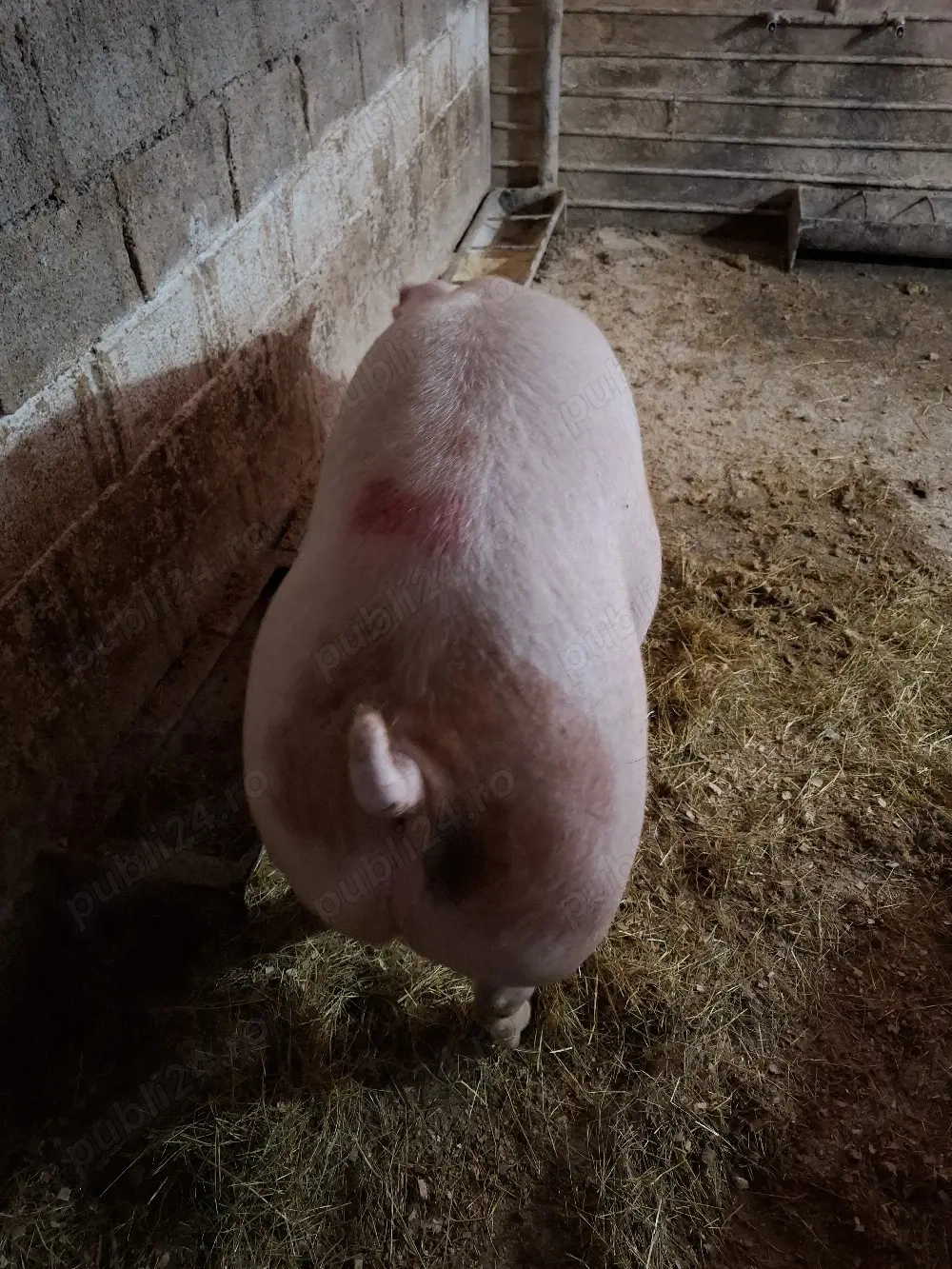 Vând porci de carne