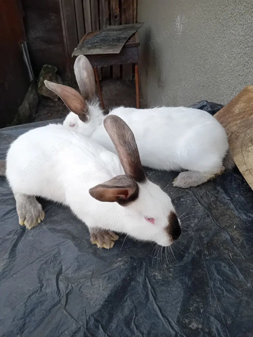 Vand iepuroi UT cu panon