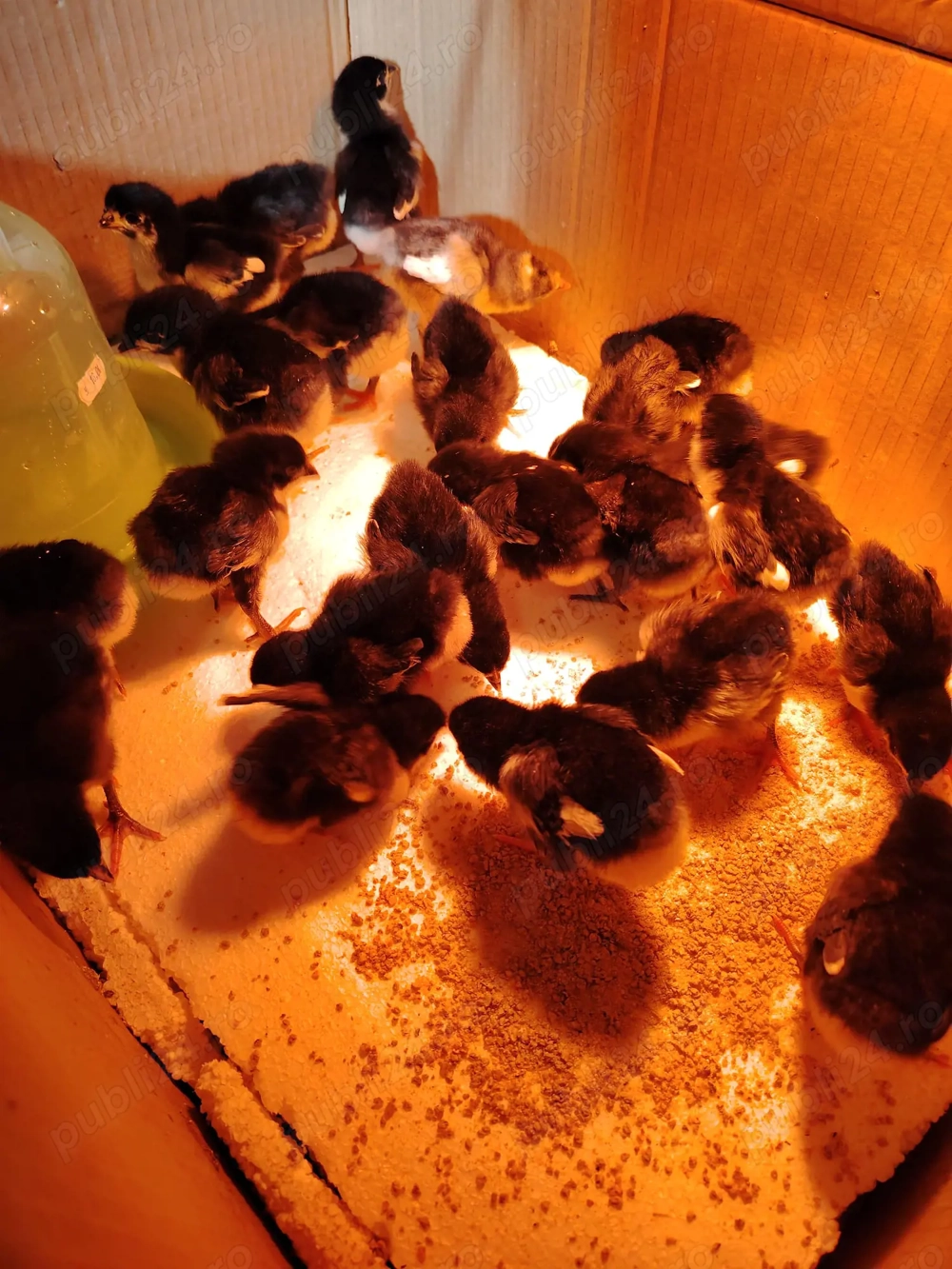 Vând pui austrolop. Cristian Sibiu 