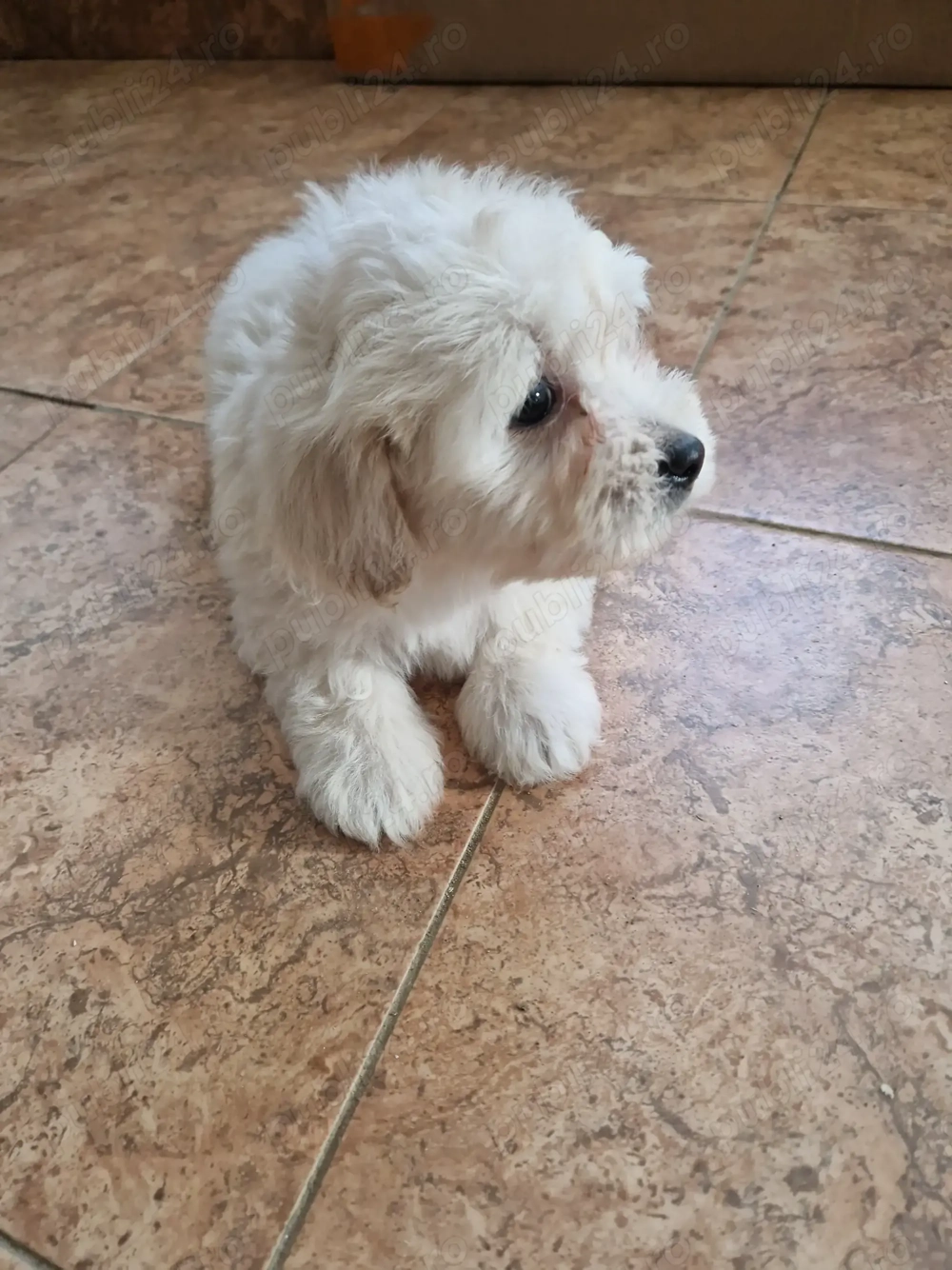 Băiețel Bichon maltez 