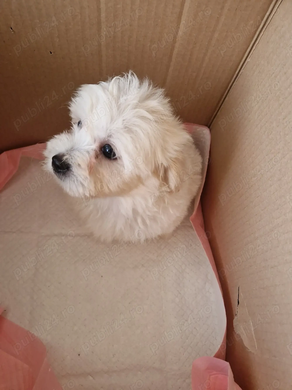 Băiețel Bichon  Maltez 