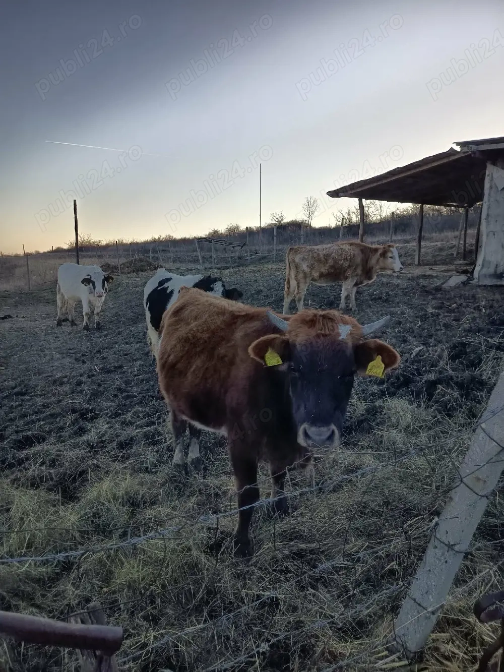 vand vaci cu vitei langa ele