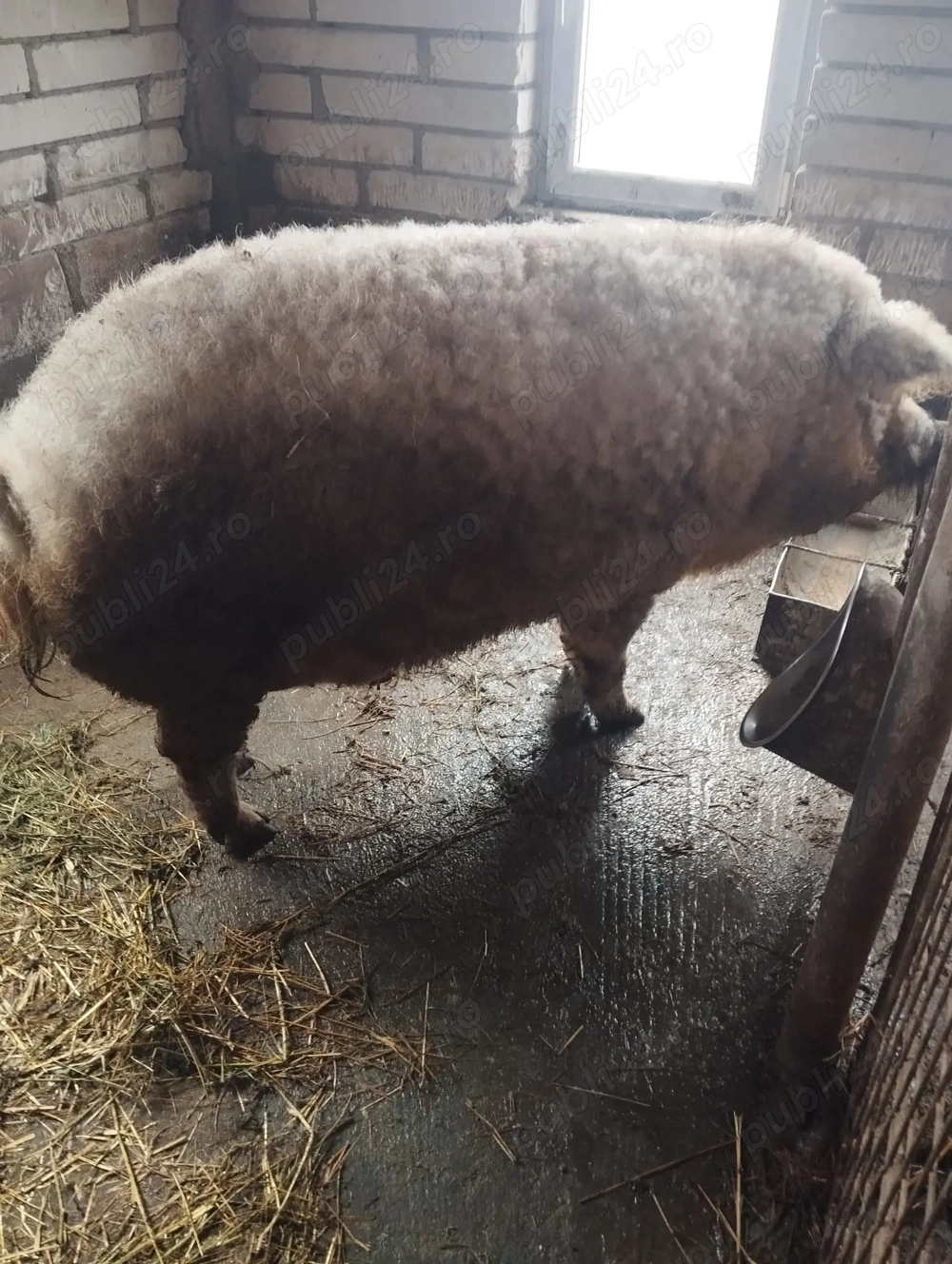 Vand purcei mangalita pur detin ambi parinti