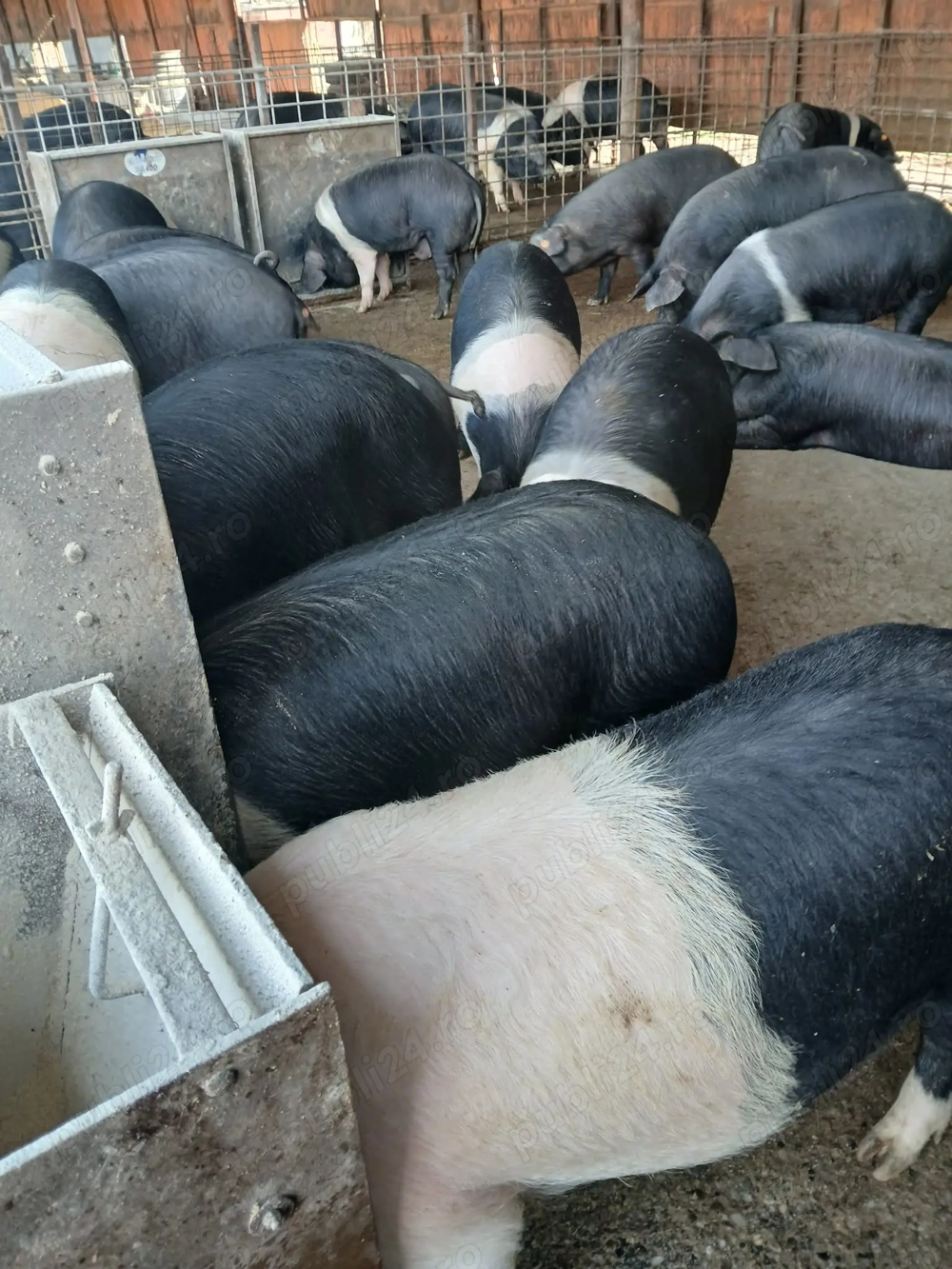 Vand purcei bazna cu origine