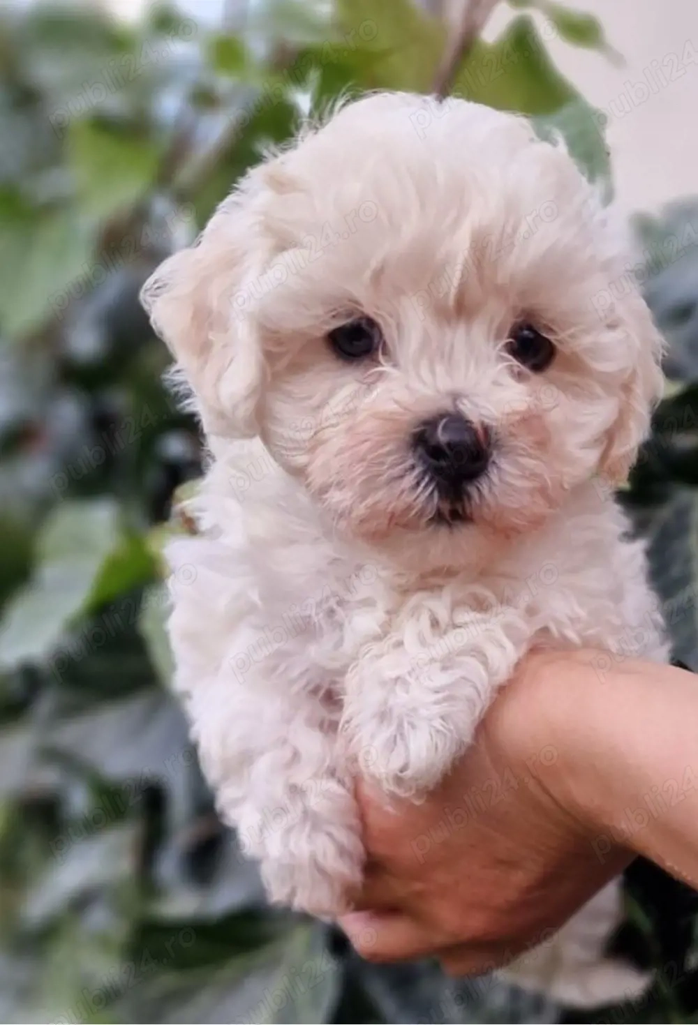 Bichon Maltez mini toy