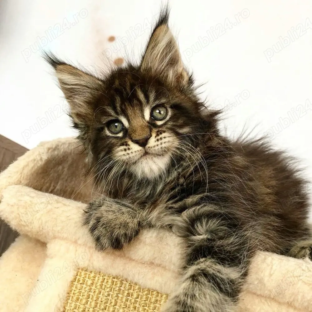 Maine Coon brown
