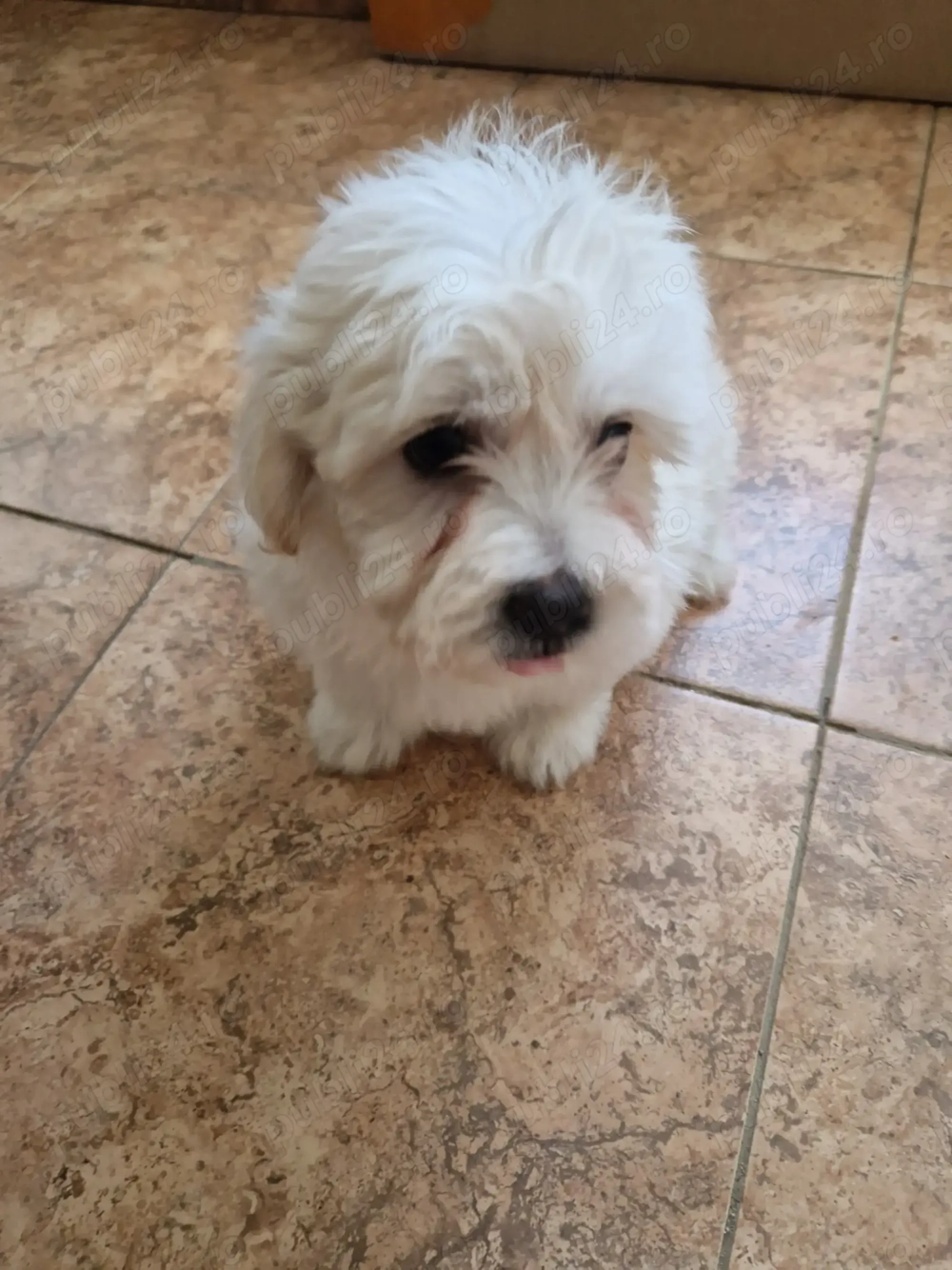 Băiețel Bichon maltez 