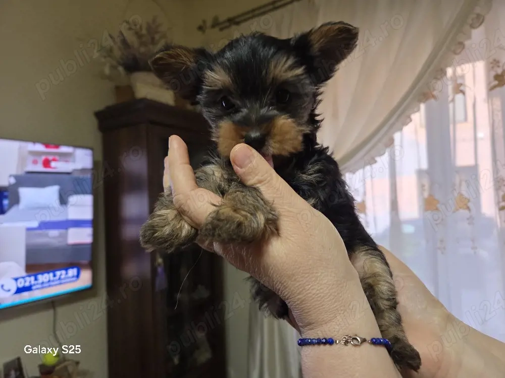 catelus yorksheer terrier mini