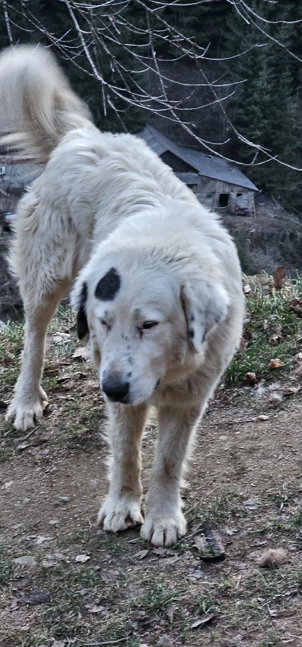 vând  masculciobănesc de Bucovina