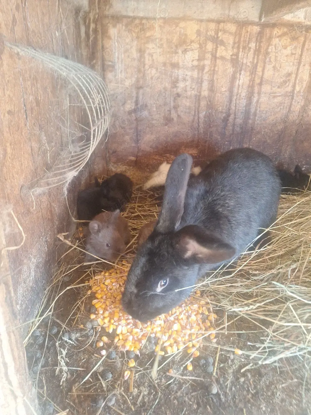 vand iepurita de un an cu o pui 