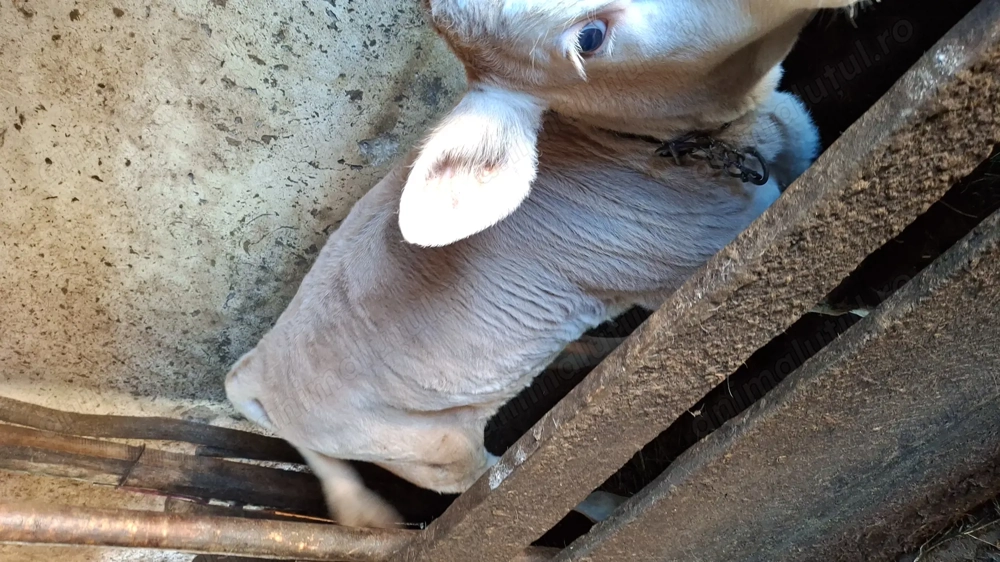 Vitel de 8 saptamani de vanzare