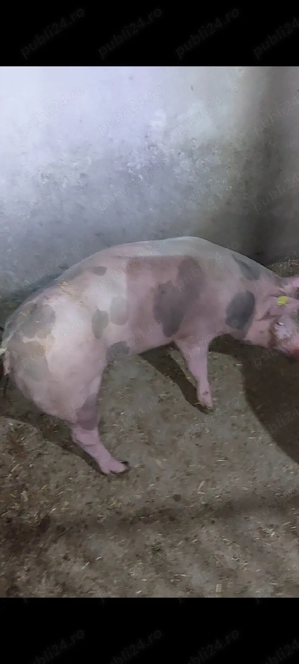 Scrofiță pentru prăsilă