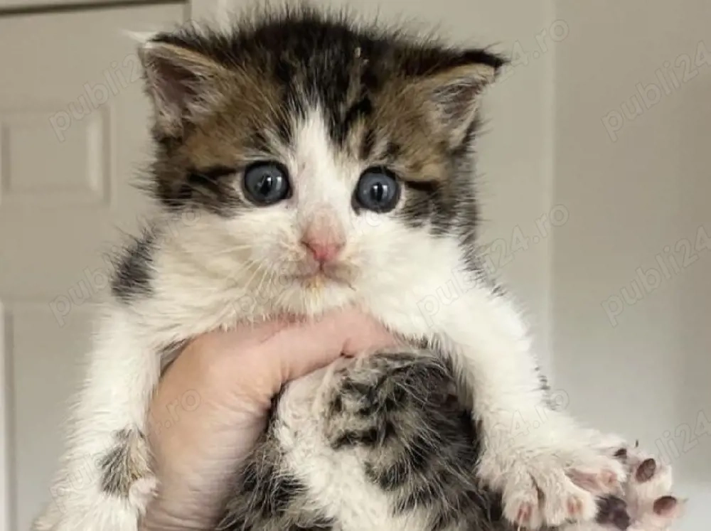 Siberiana de pădure 