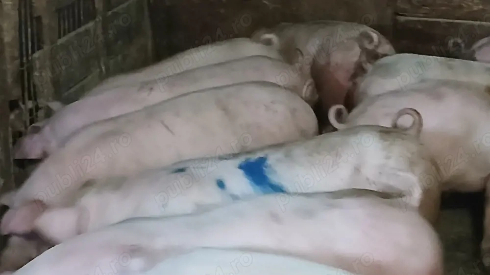 porci soldani 50-60-70-80-90 la 250 kg