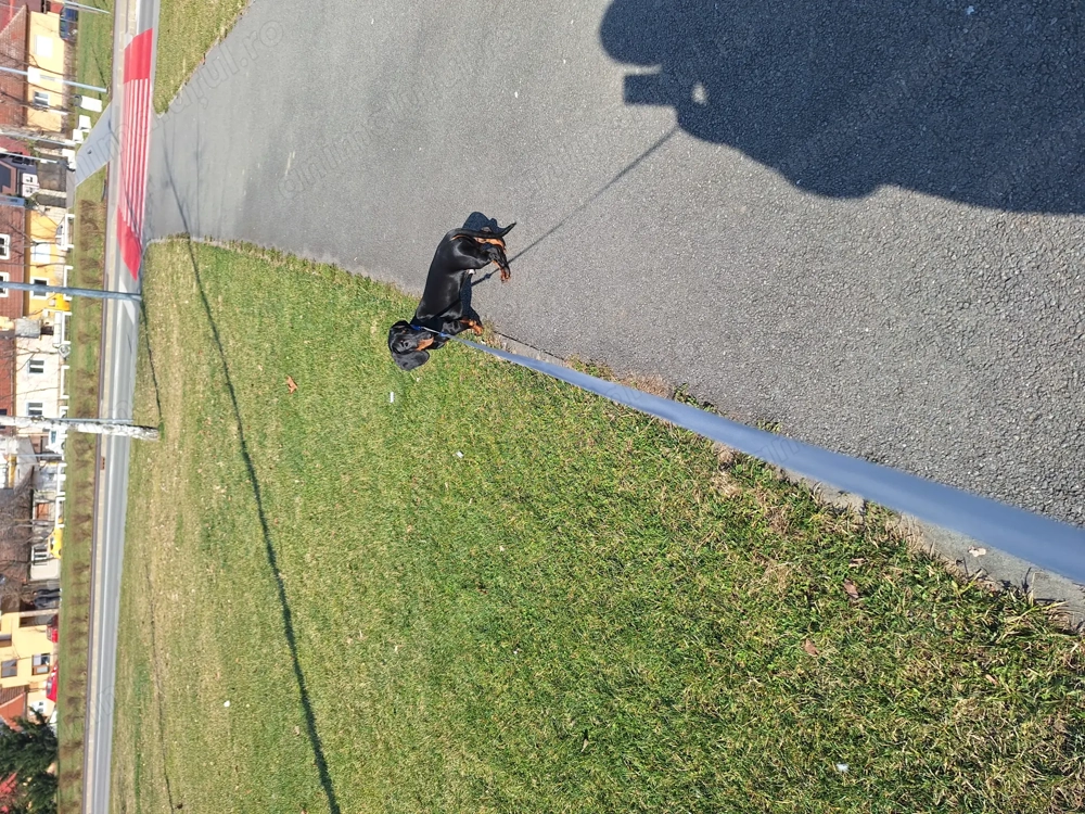 Donez teckel cu pete de foc