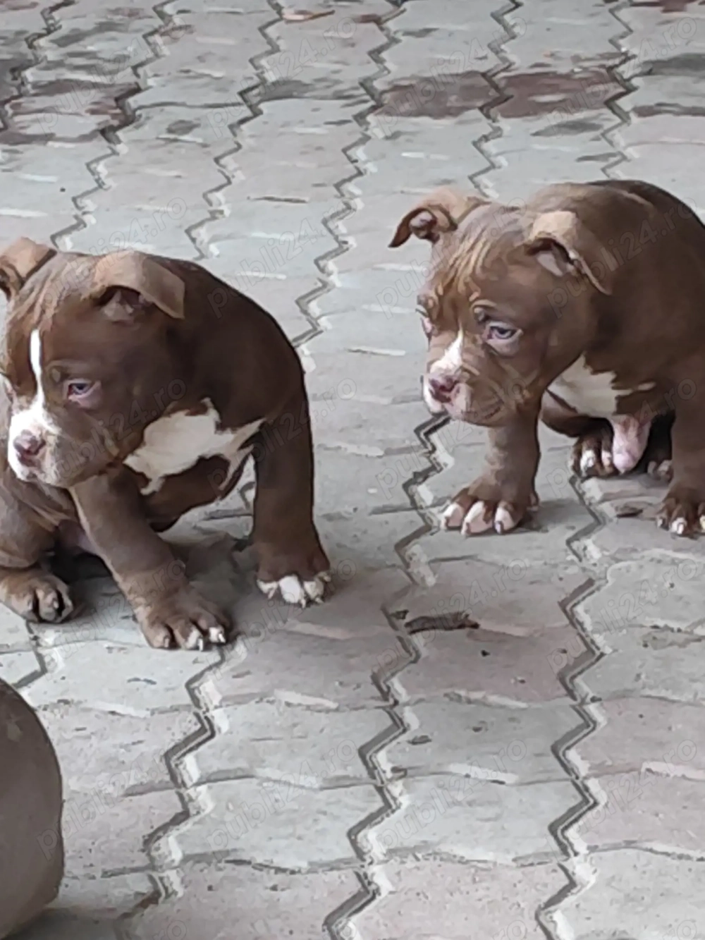 Pui American Bully cu Pedigree ABKC disponibili
