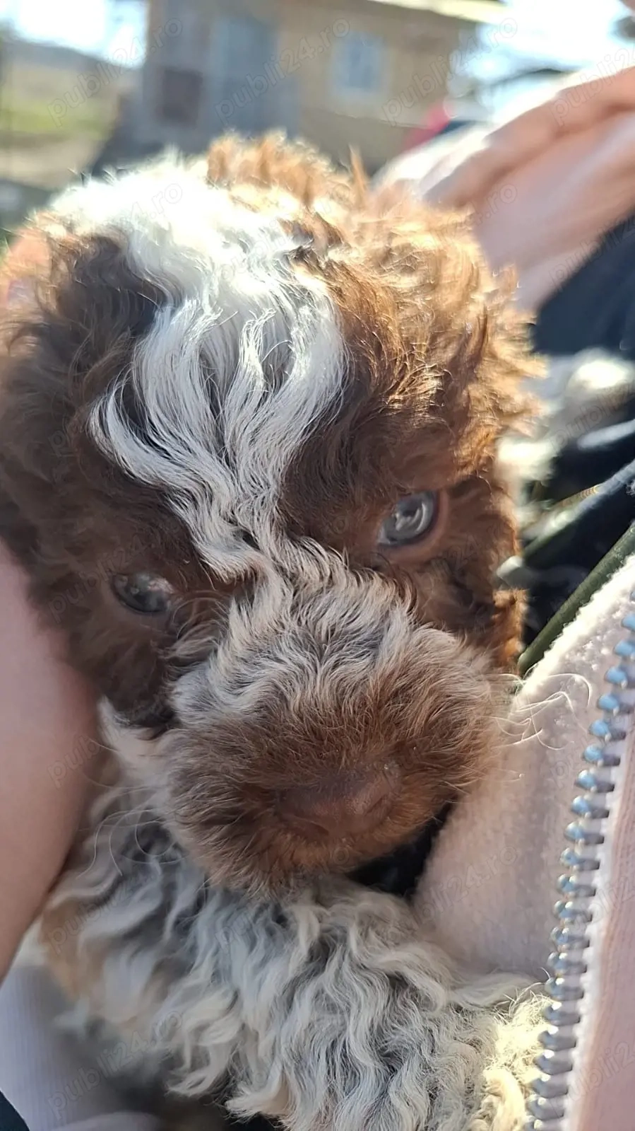 De vânzare căței din rasa Lagotto.