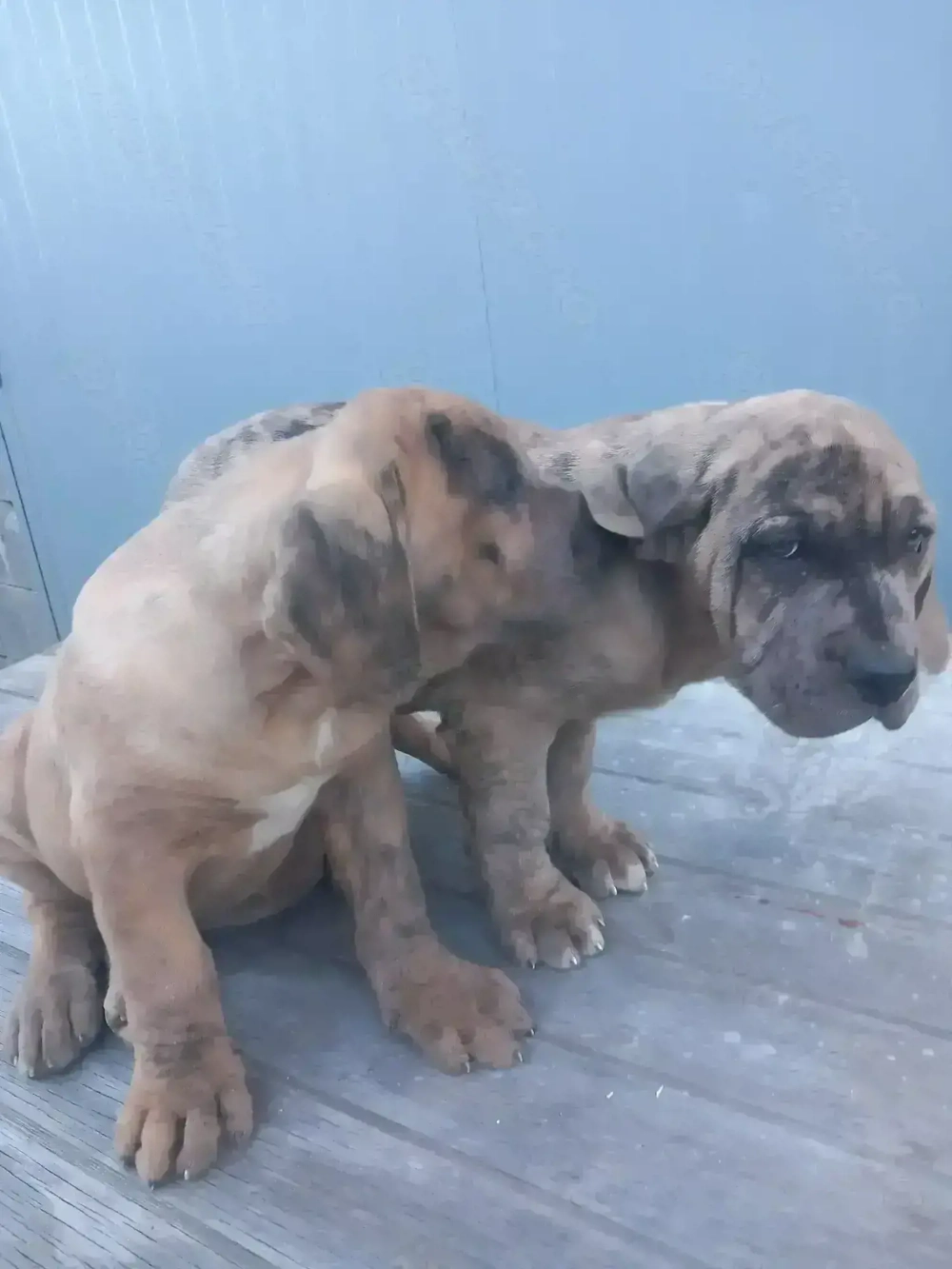 Căței American Bully XXL 