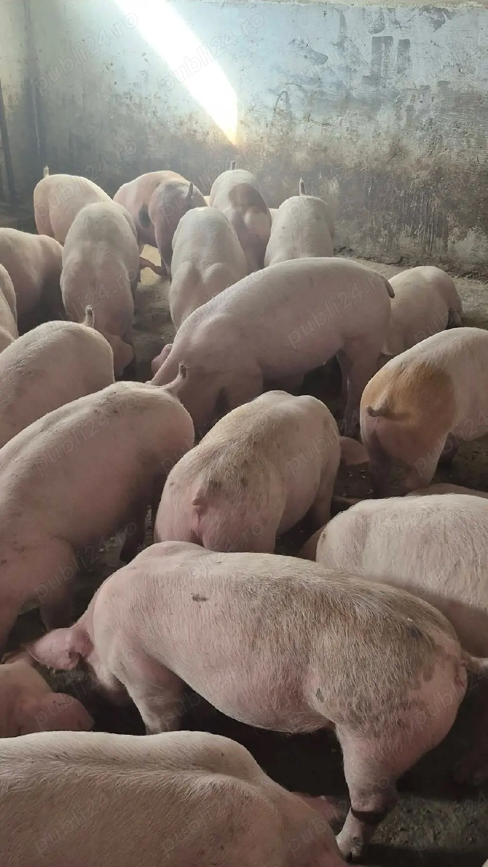 purcei 28,30 kg castrați 