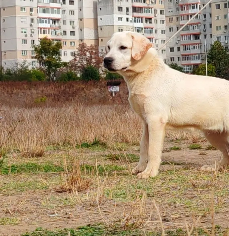 Donez Labrador Retriever 