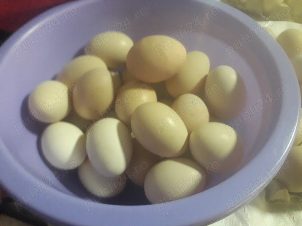 Vand oua gaini romanesti