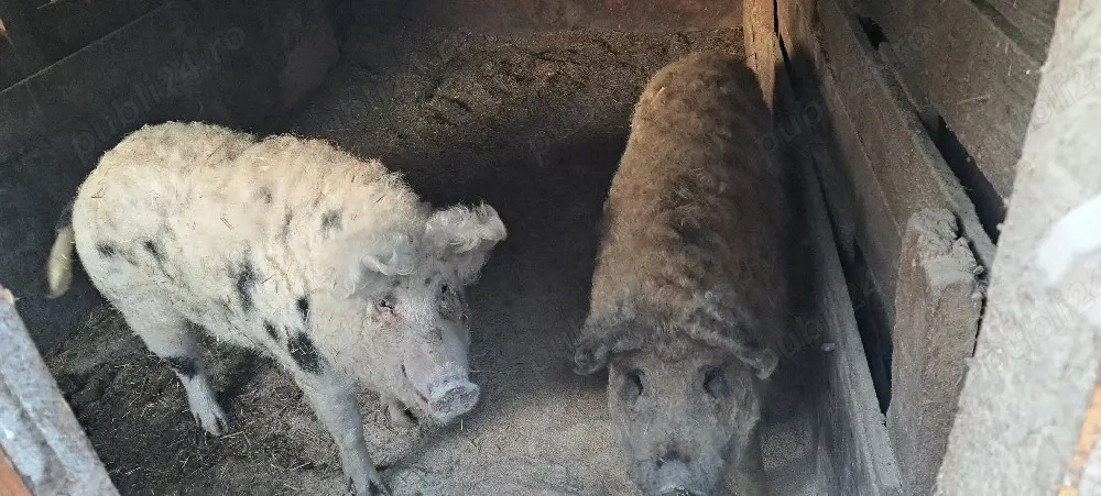 Devanzare purcei de 9 saptaman 