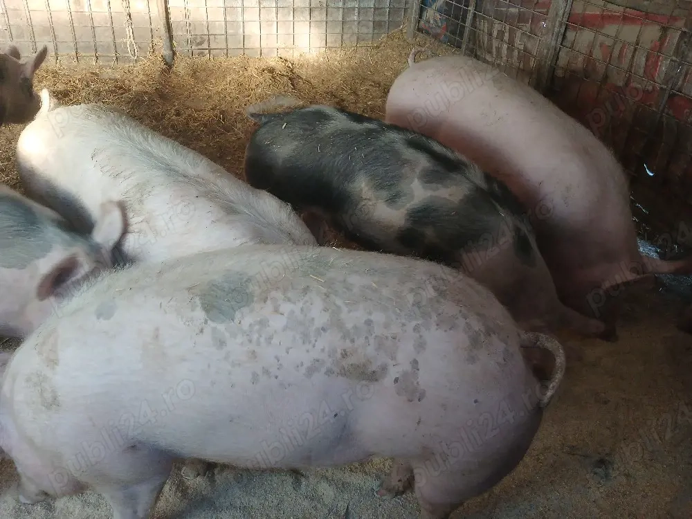 Porci de Vanzare 