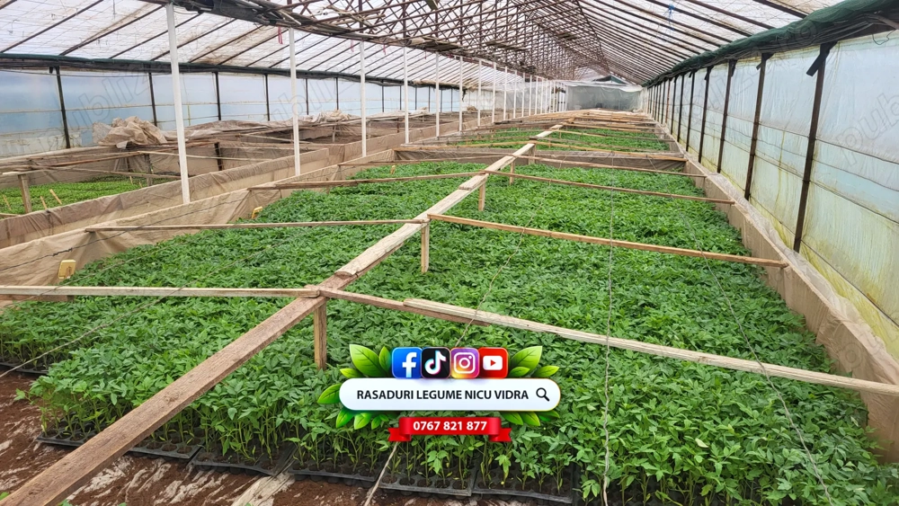 Rasaduri de rosii   tomate ardei vinete castraveti salata 2026