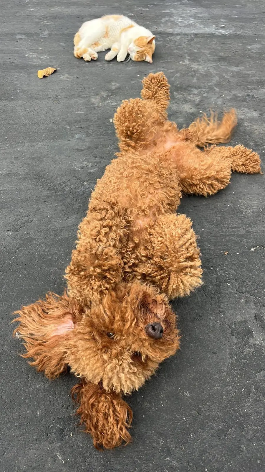 Puii  Pudel Roscat   poodle   caniche   maltipoo