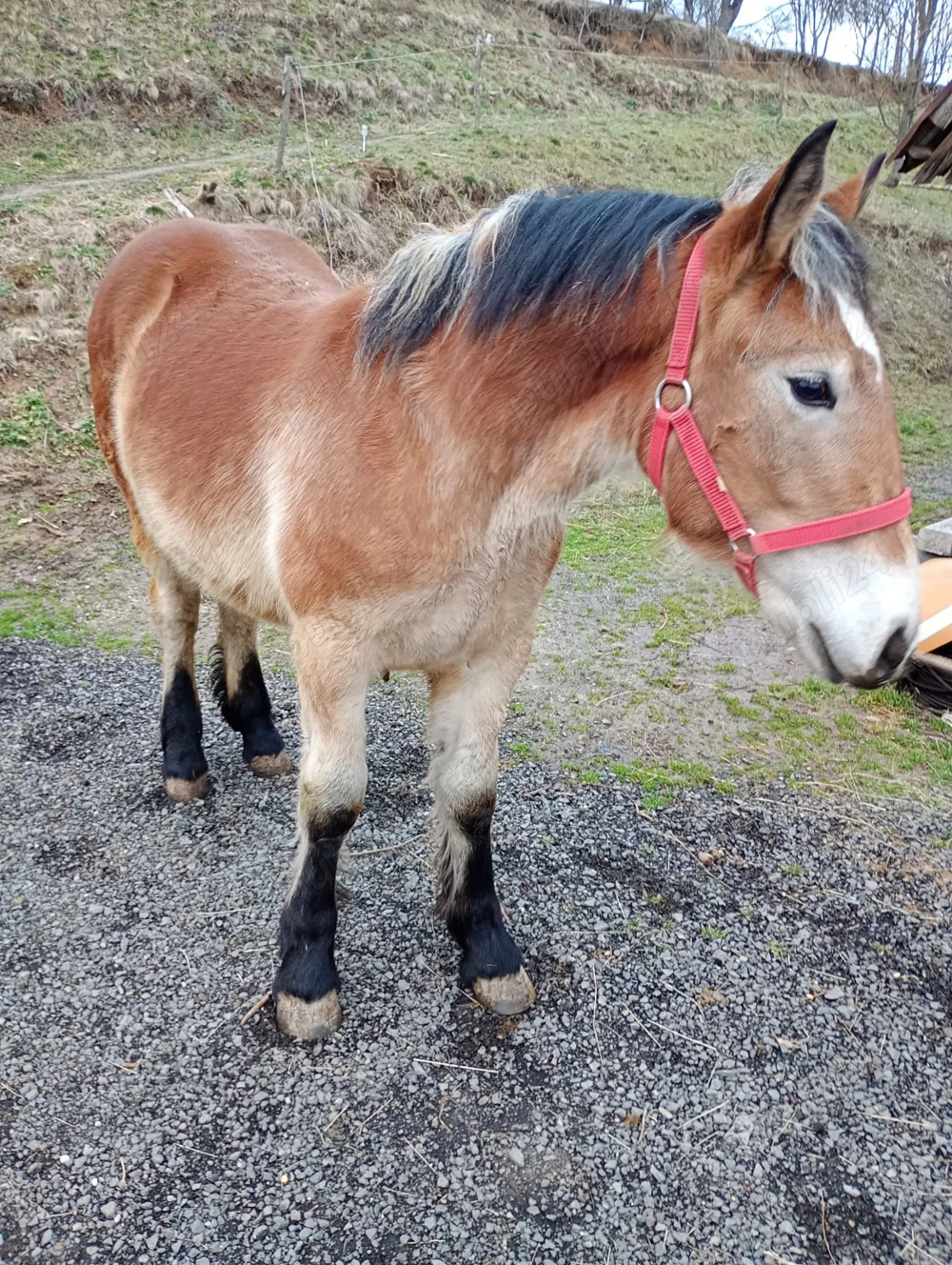 Vând mânz de 9 luni, preț 8000 lei negociabil