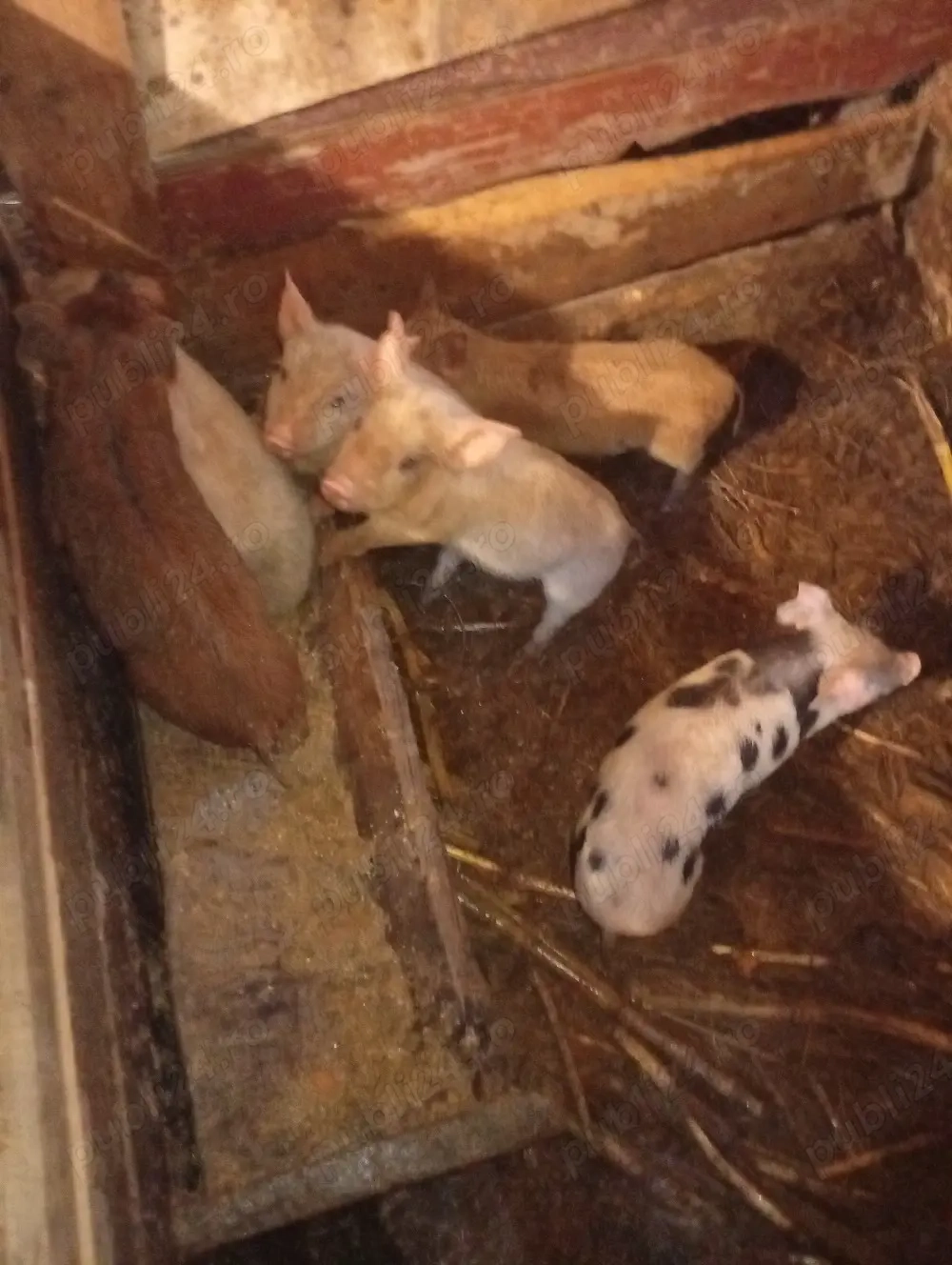 vând purcei de 7 săptămâni 