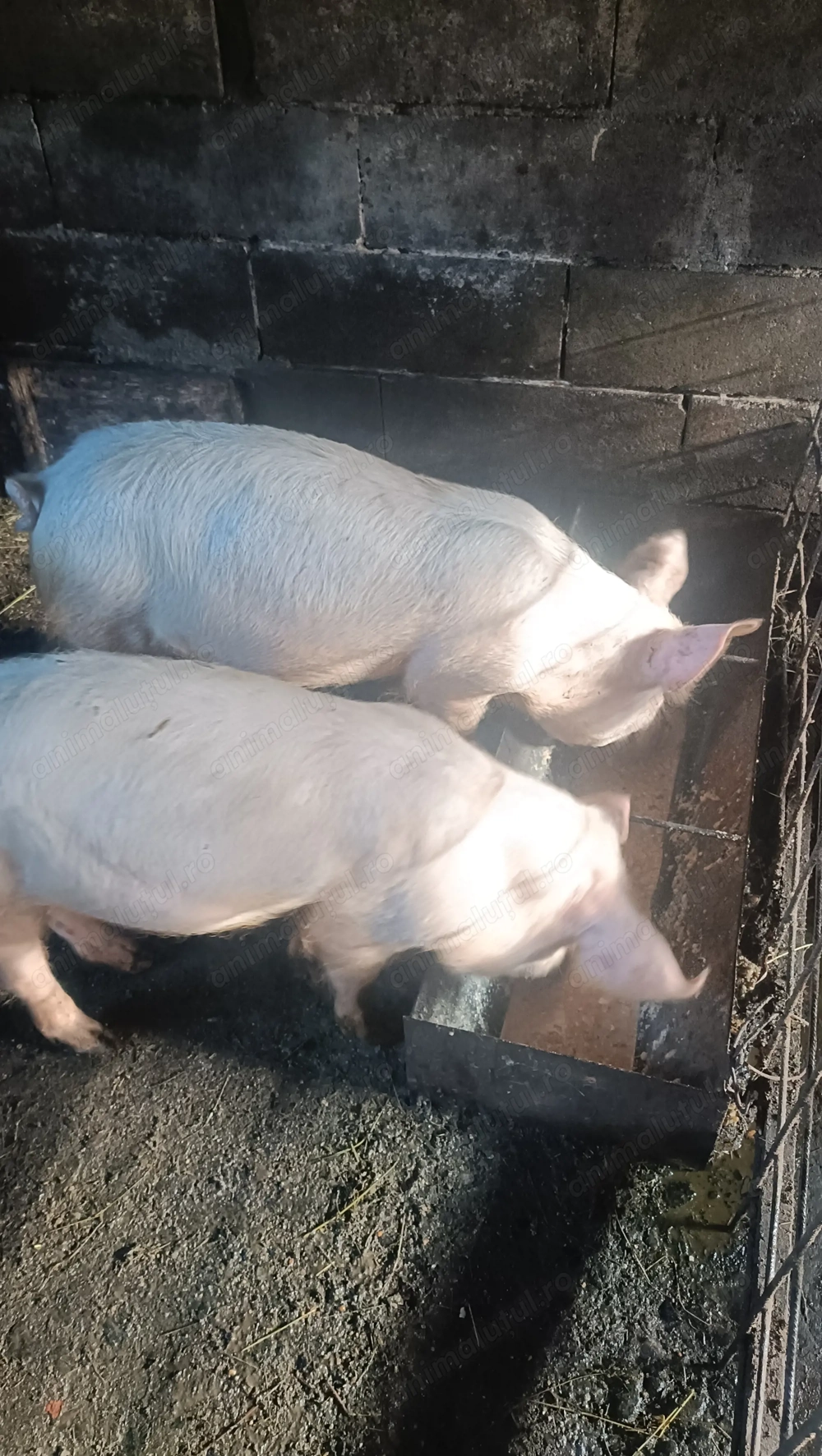 Masculi rasă pic vârstă de 4 luni