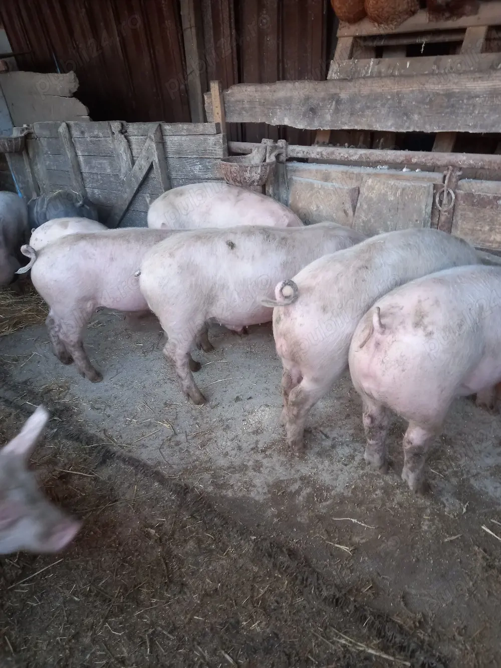 Vand grasuni 40-45kg