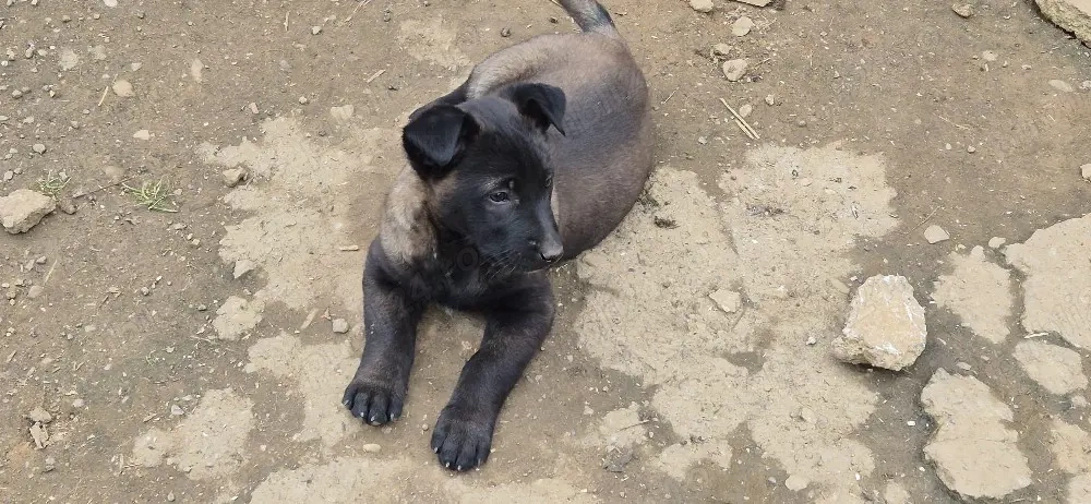 ciobananesc belgian malinois