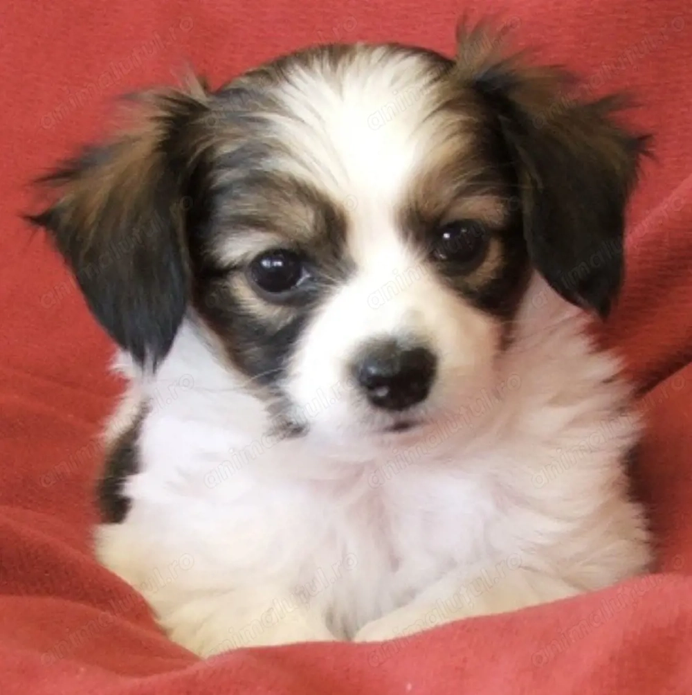 Fetița Bichon Havanez 200 lei