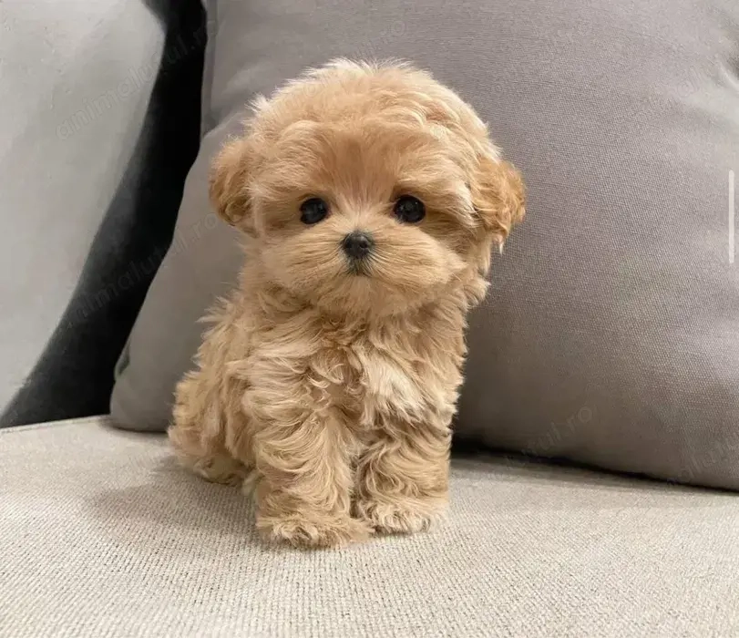 Maltipoo fetița și băiețel 